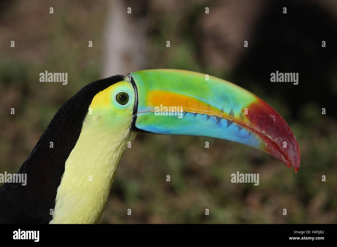 Fishing toucan, Ramphastos sulfuratus, Stock Photo