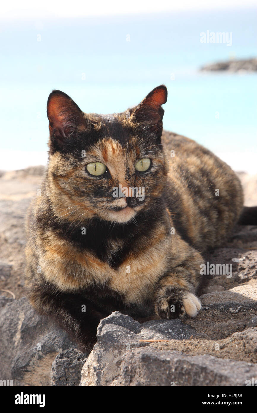 House cat, outside Stock Photo Alamy