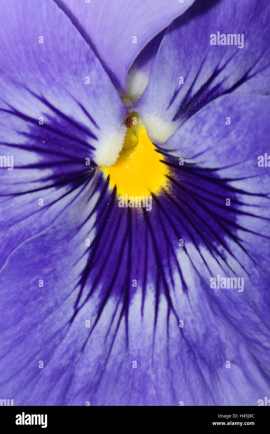 Pansies, viola tricolour, close up, Stock Photo