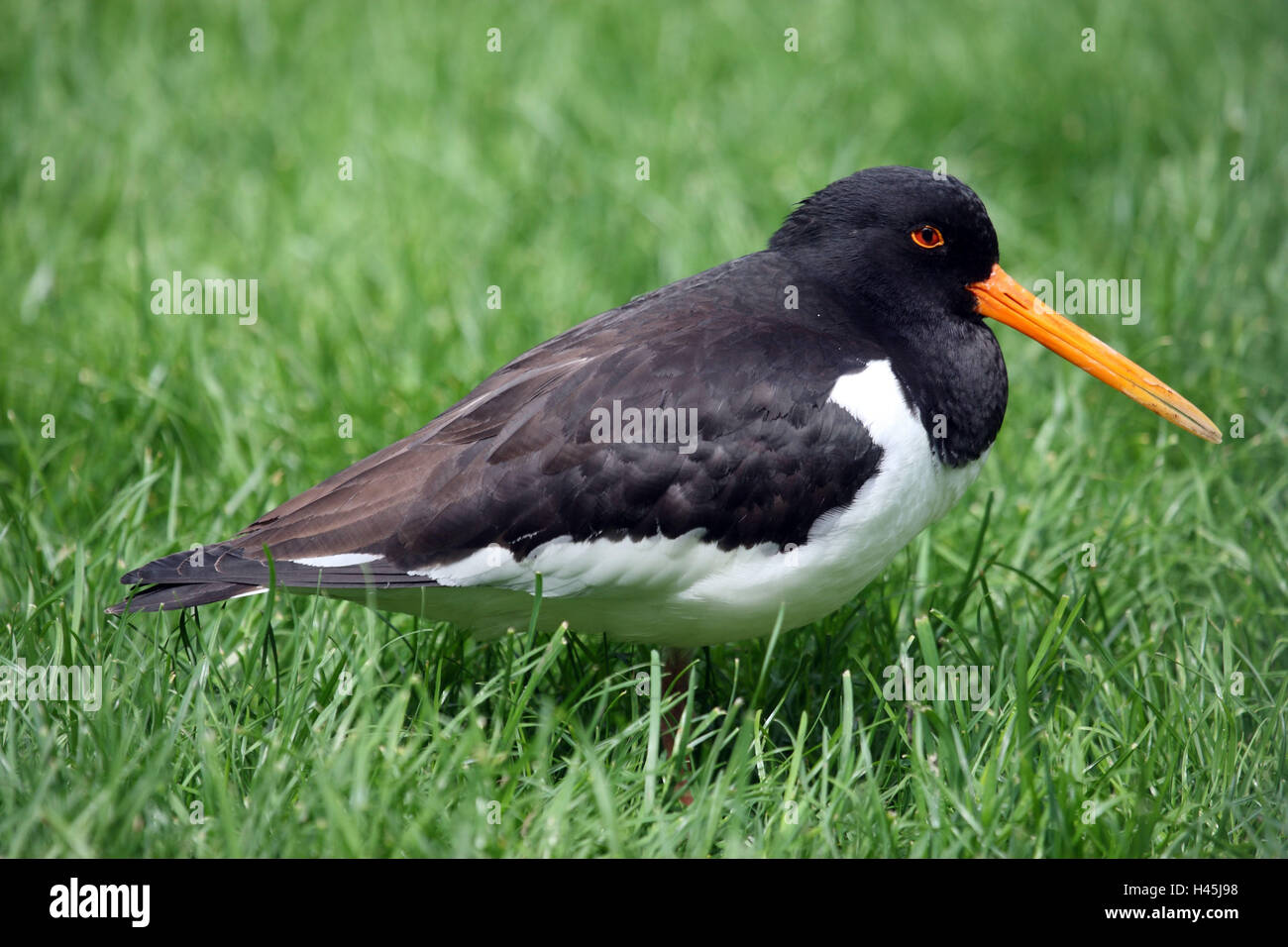 Oystercatcher, Haematopus ostralegus, grass Stock Photo - Alamy