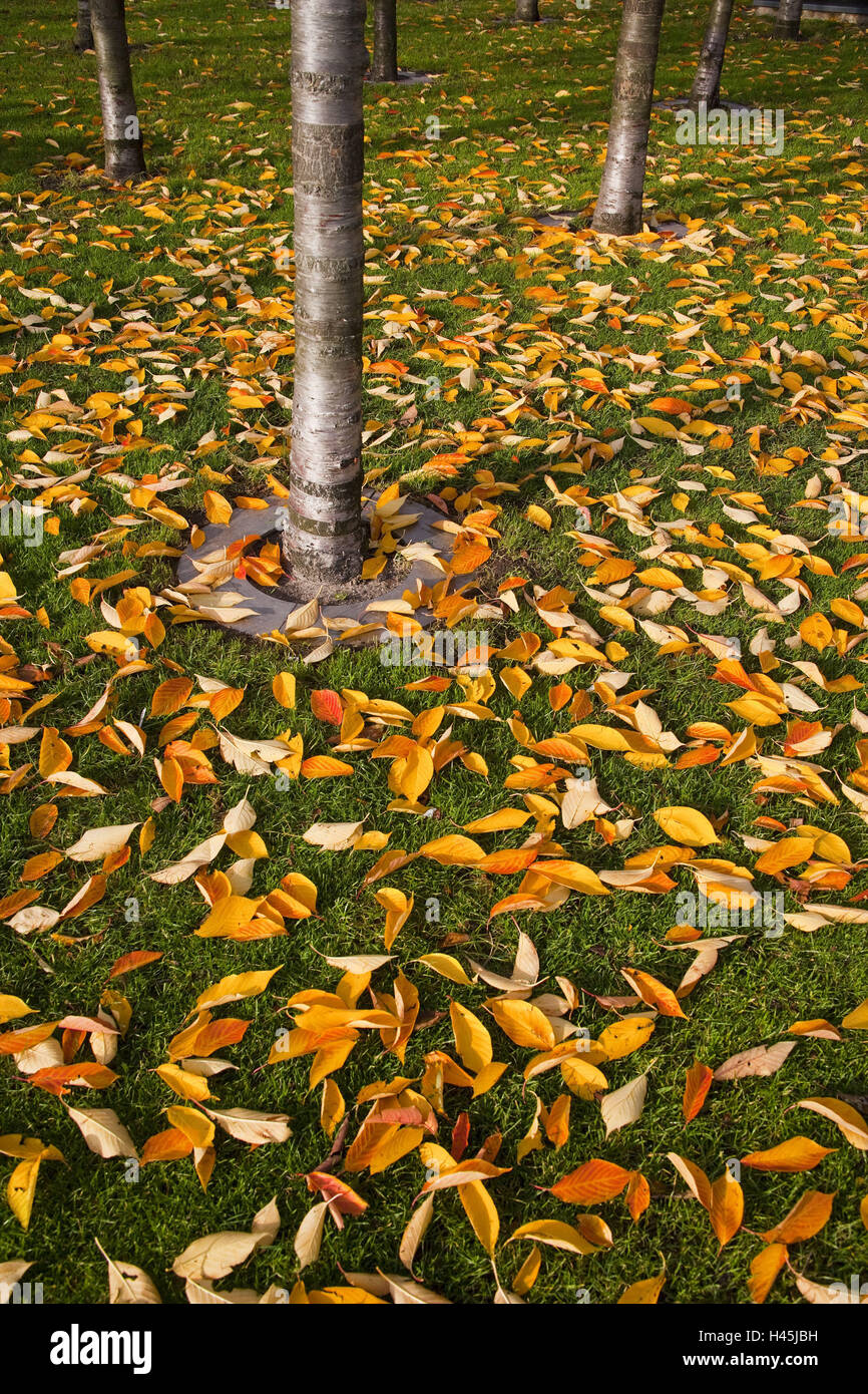 Meadow, foliage, trunks, leaves, brightly, yellow, grass, autumn, season Stock Photo Alamy