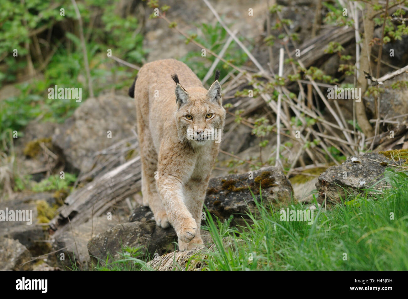 Eurasian lynx, Lynx lynx, meadow, front view, walking, looking at ...