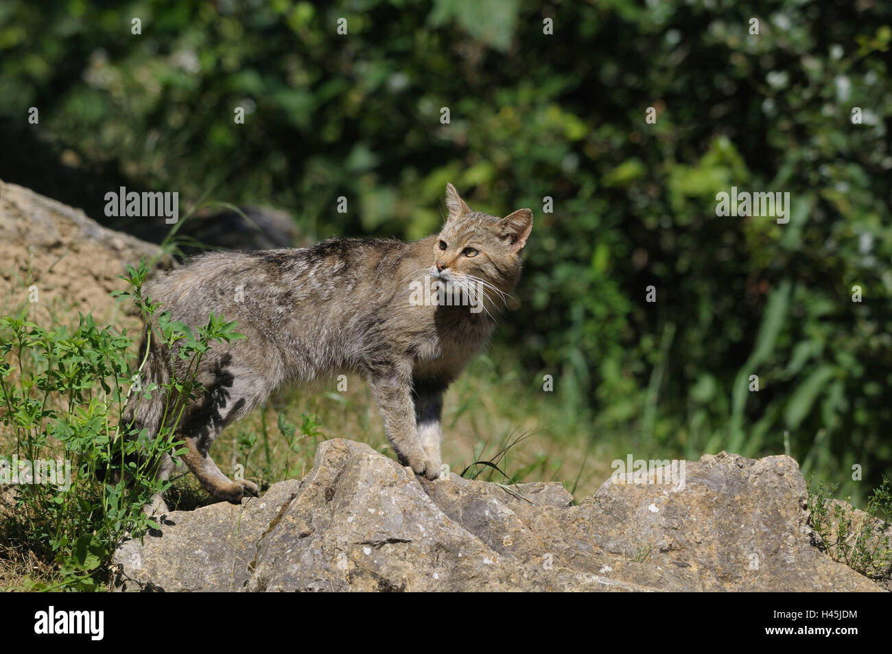 European wildcat, Felis silvestris silvestris, rocks, side view, stand, Stock Photo