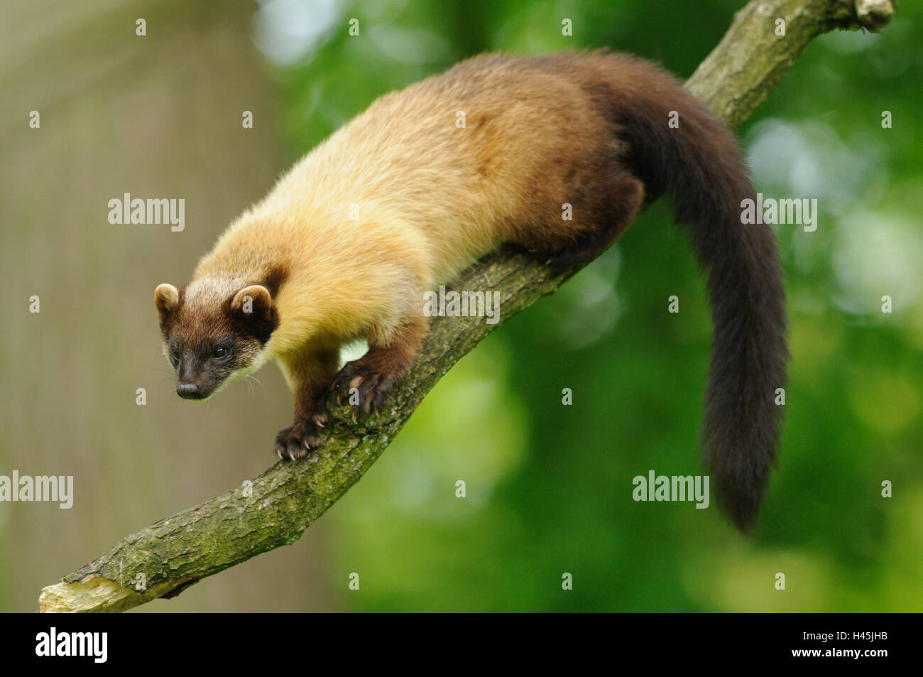 Yellow-throated marten, Martes flavigula, branch, side view, standing, Stock Photo