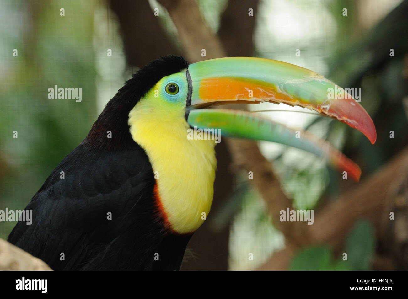 Fishing toucan, Ramphastos sulfuratus, shout, side view, Stock Photo