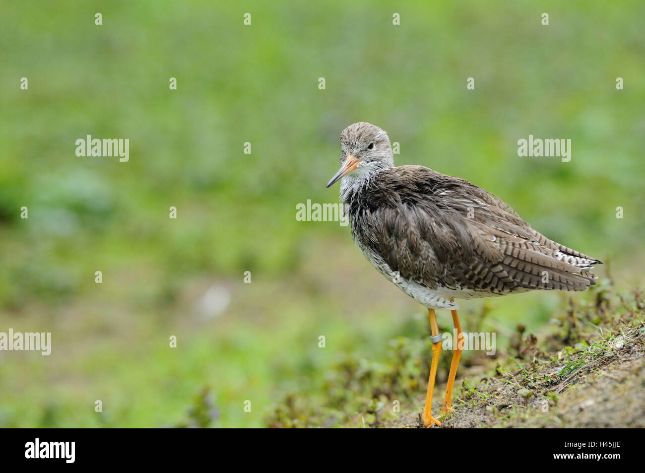 Red thighs, Tringa dead anus, meadow, side view, stand, Stock Photo