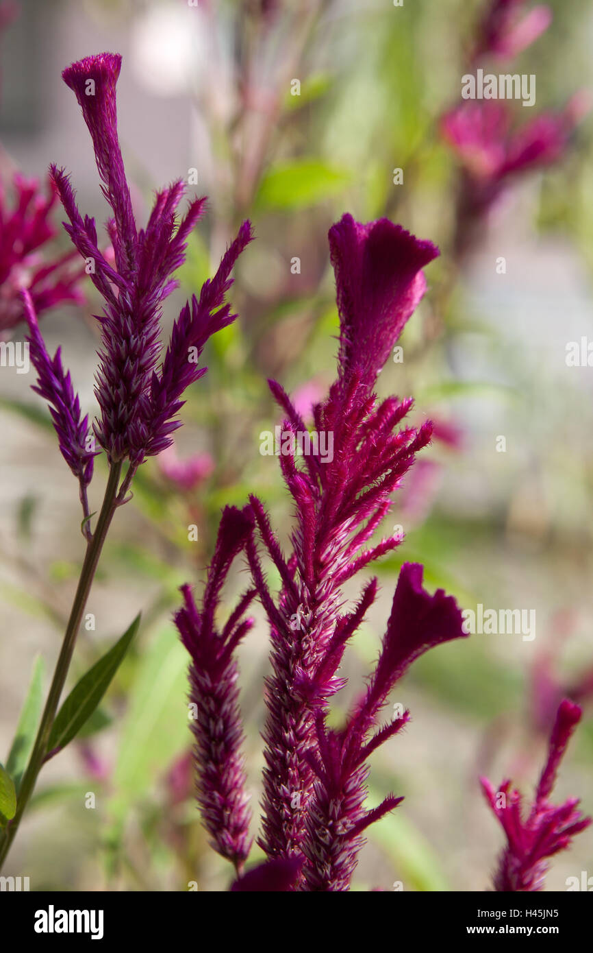 Burma flowers hires stock photography and images Alamy