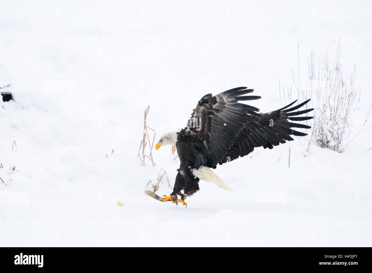 Bald eagle snow landing hi-res stock photography and images - Alamy