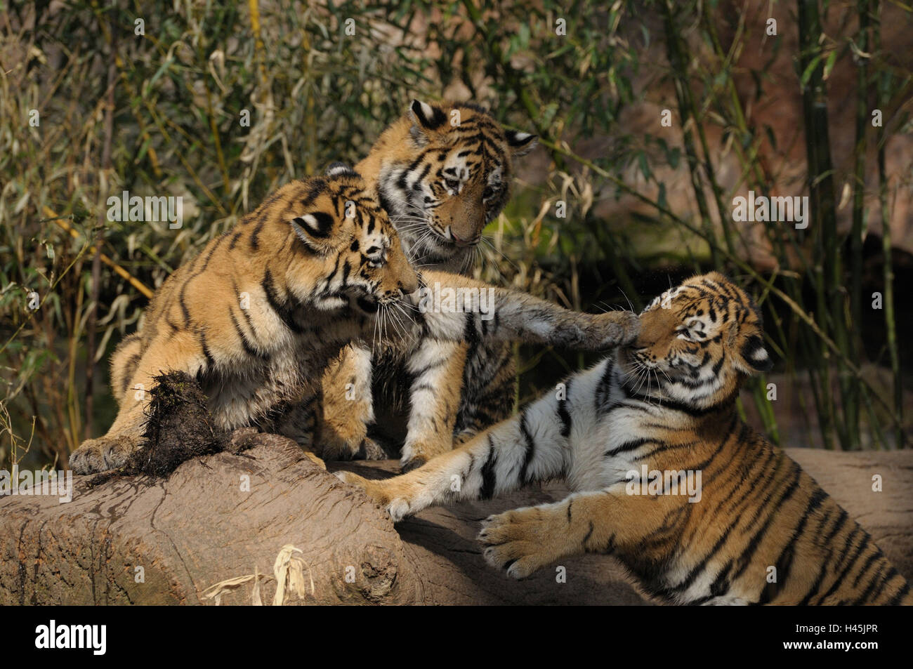 Siberian tigers, Panthera tigris altaica, Stock Photo