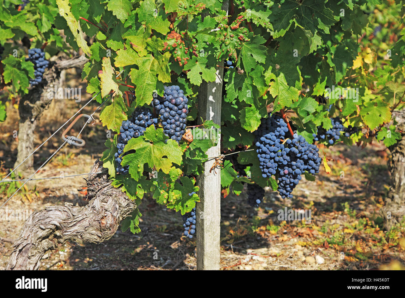 Grapes, ripe, winegrowing area, viticulture Stock Photo Alamy