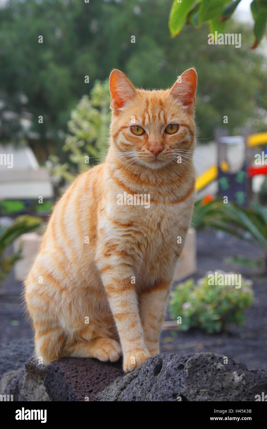 House cat, outside Stock Photo Alamy