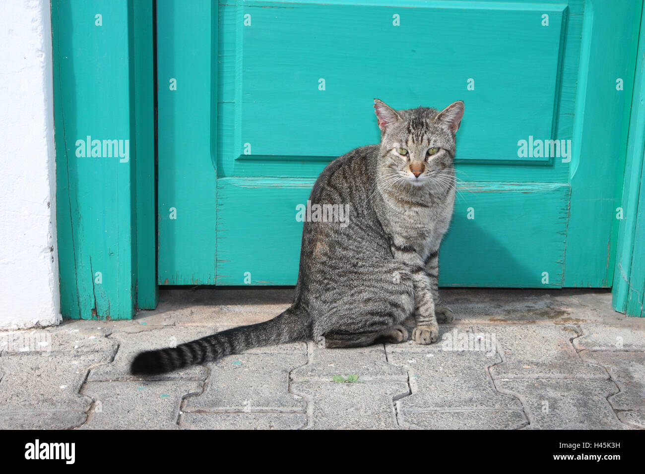 House cat, outside Stock Photo Alamy