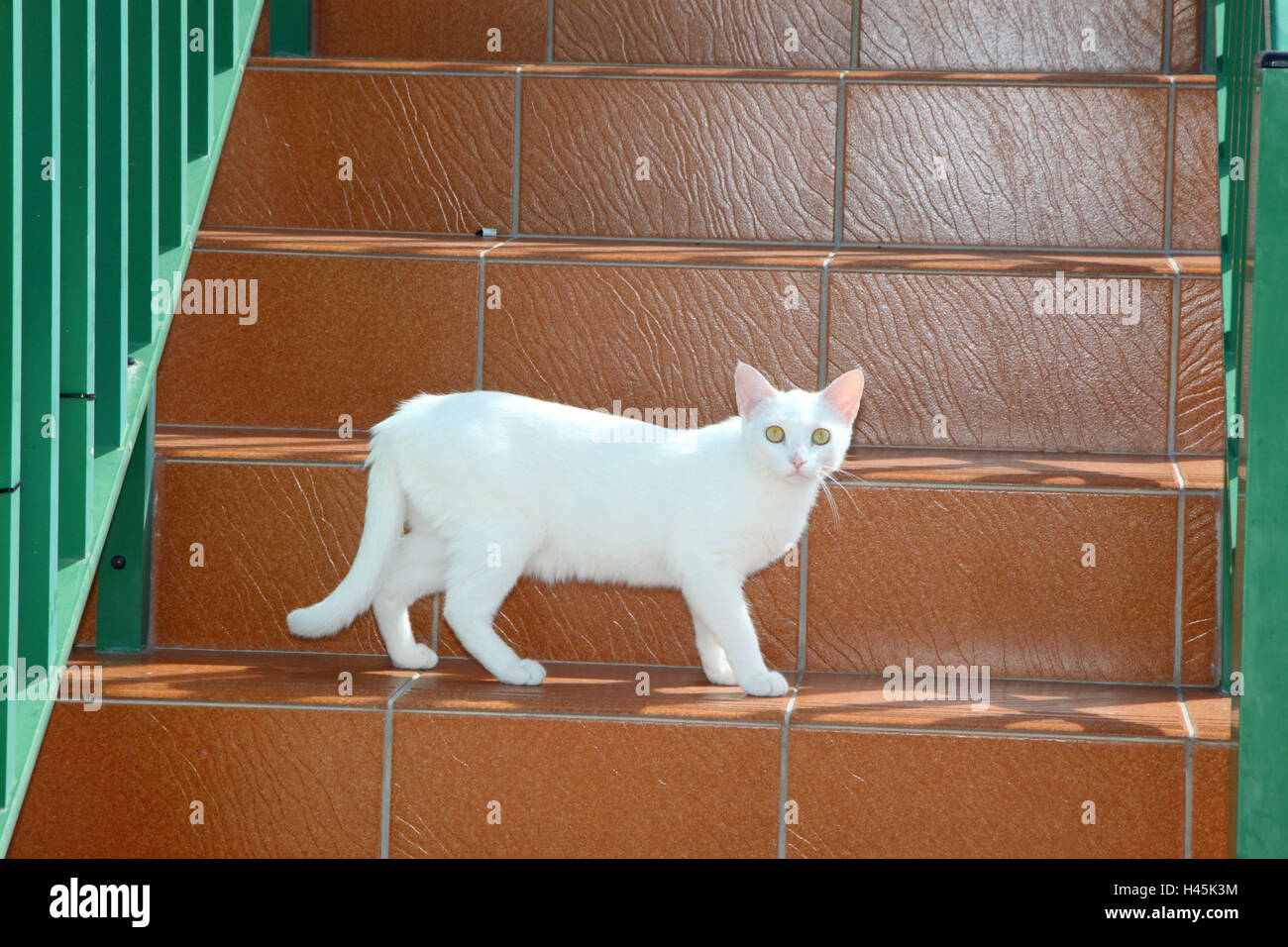 House cat, stairs Stock Photo Alamy