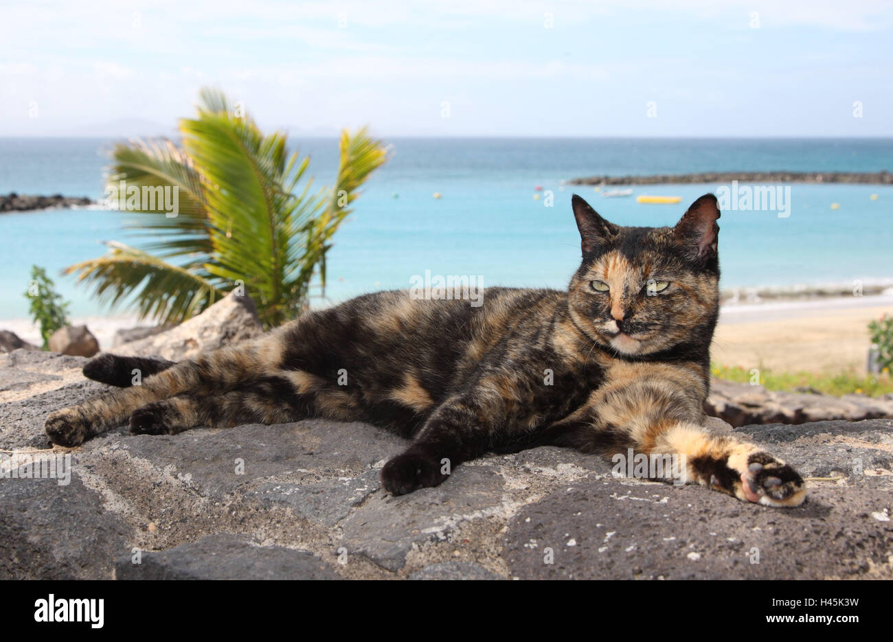 House cat, outside Stock Photo - Alamy