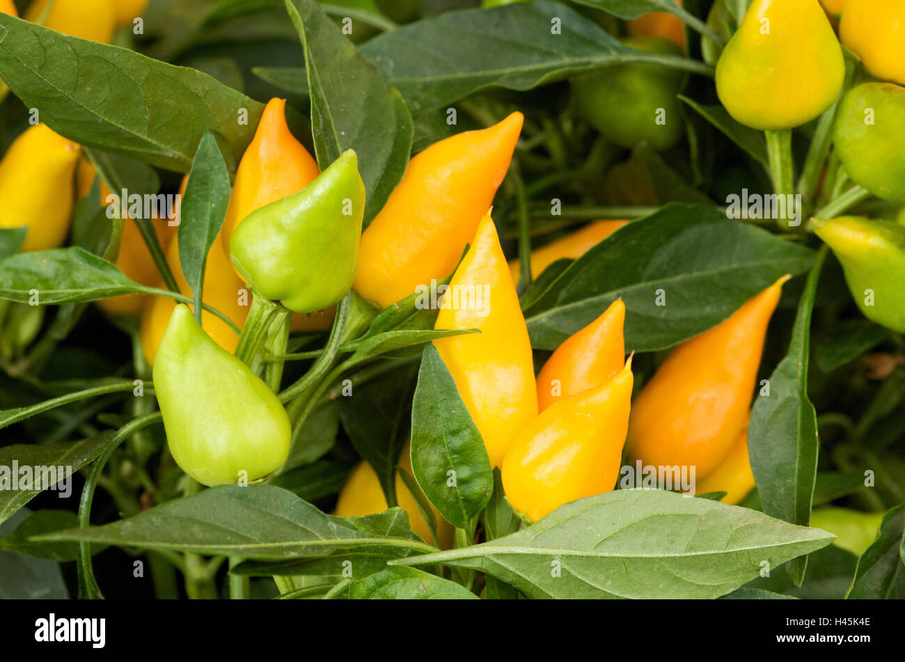 Plant, chili peppers, Chilli, spices, sharpness, the Far East, Asia, hot, piquant, cooking, paprika plant, spice plant, Chilli, pods, mature, Stock Photo
