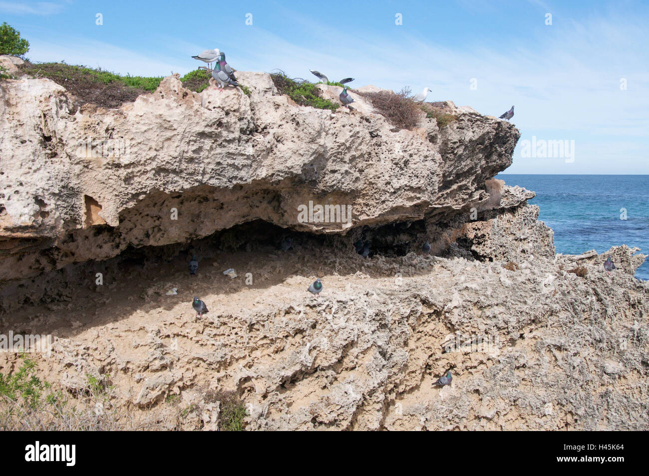 Rock pigeons nestled in the limestone rock formations at Penguin Island ...