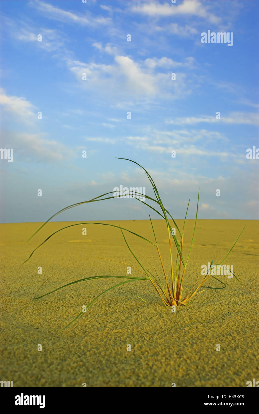 Beach oat, dune, Nida, national park health resort broad bay bar, Lithuania, Stock Photo