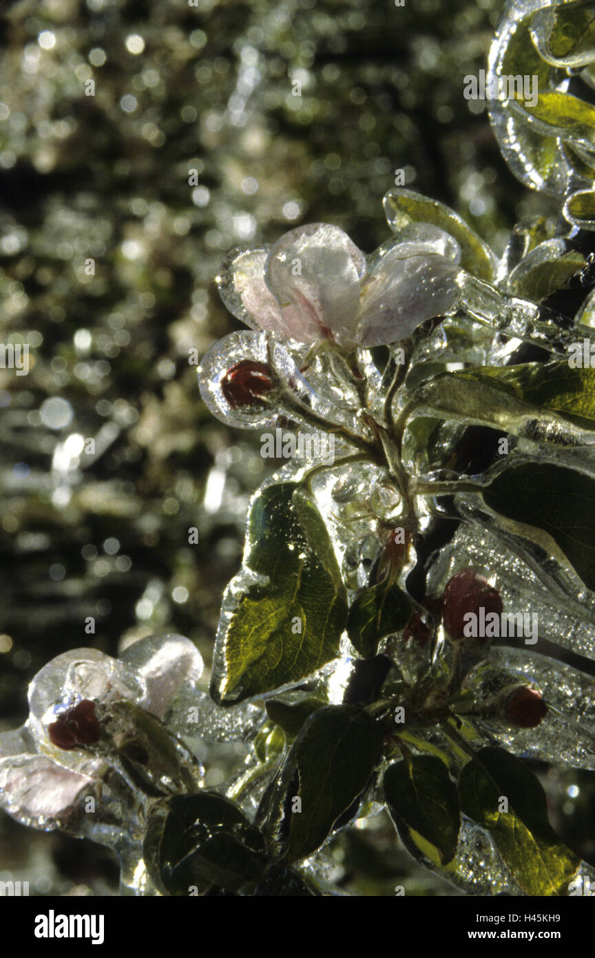 Apple trees, twigs, layer ice, Frostberegnung, close up, agriculture, fruit cultivation