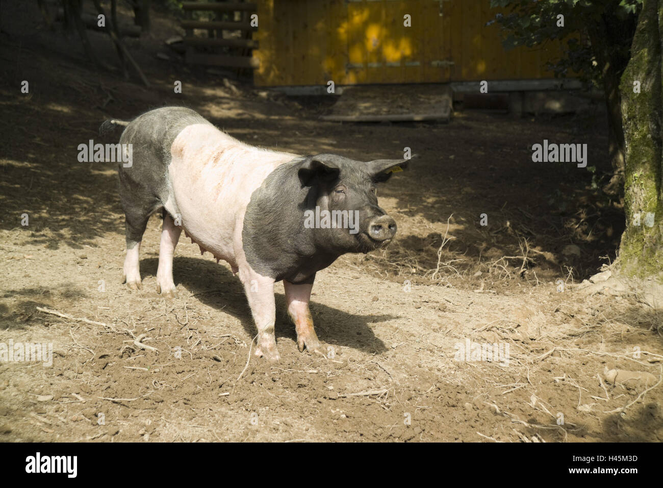 Swabian-Hall swine, Stock Photo