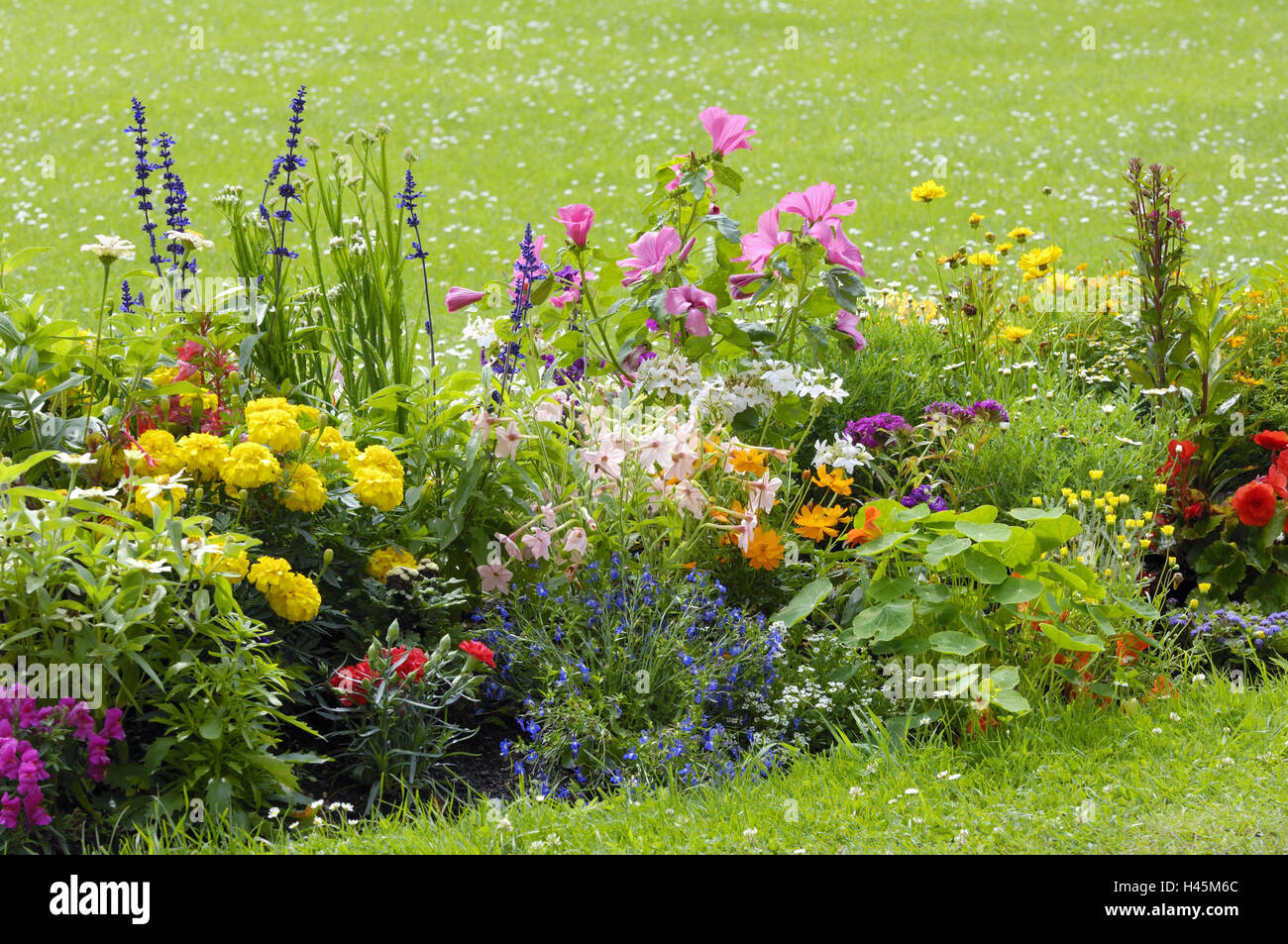 Summer flowers, blossom, blossoms, flowers, brightly, colours, colorfully, garden, garden, patch, flowerbed, garden flowers, park, park, plants, flora, many, passed away, lawn, daisy, Stock Photo