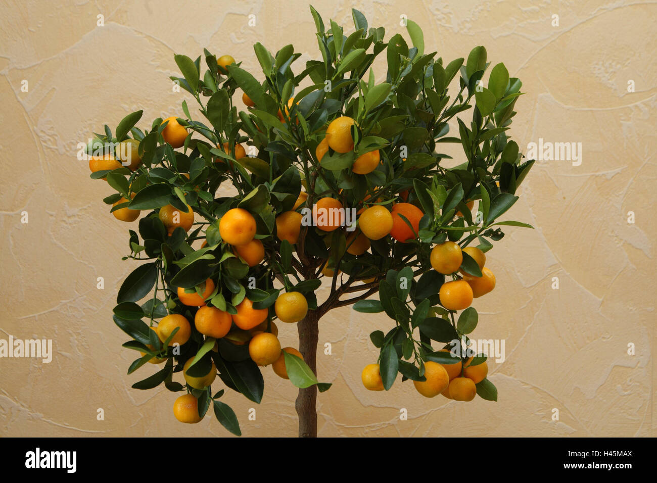 Dwarf's orange, Citrus microcarpa, detail, Calamondin, orange small tree, high-level strain, small tree, fruits, oranges, conservatory, plant, Stock Photo