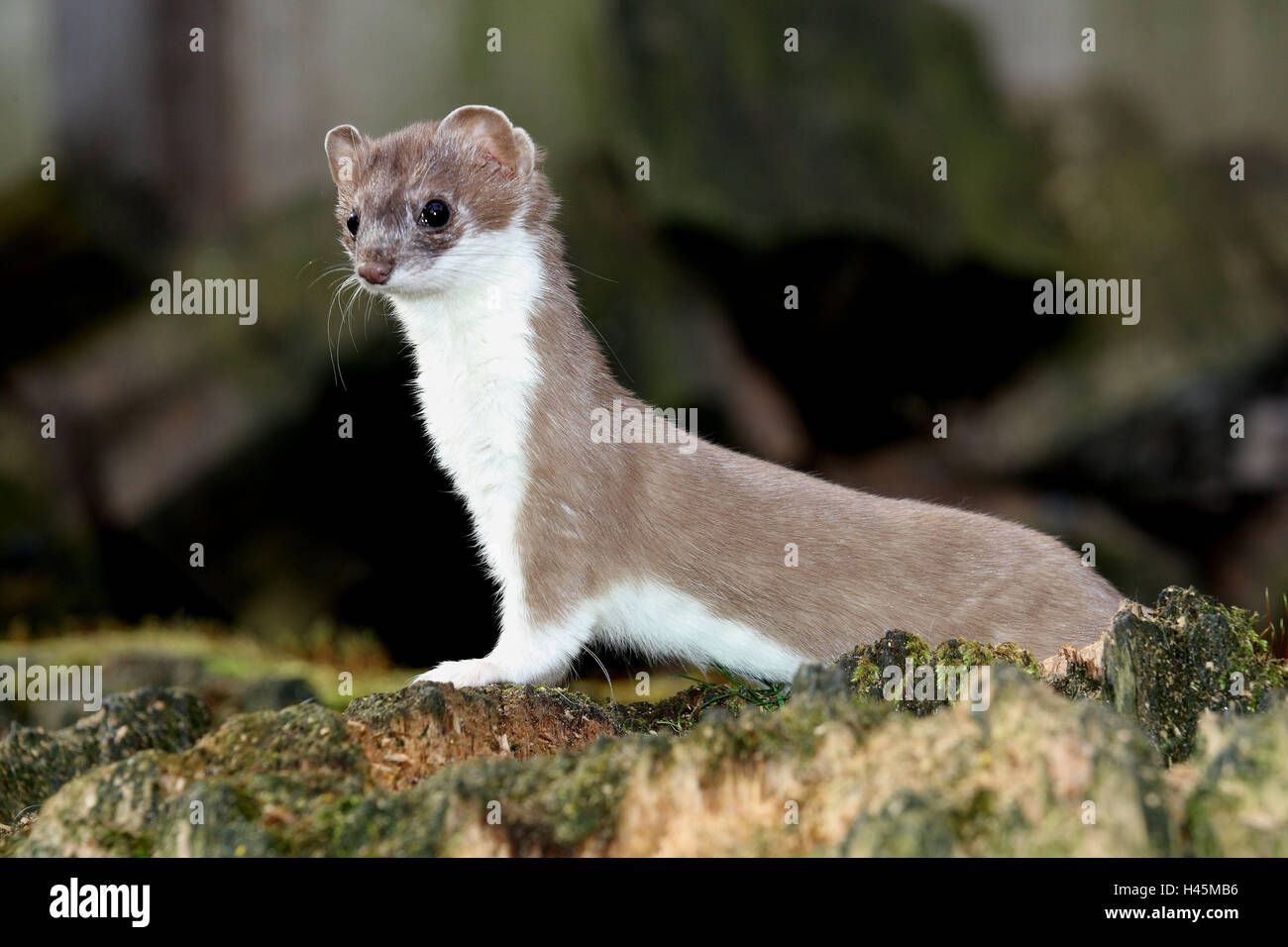 Ermine, Mustela erminea, carefully, rocks, Germany, mammal, wild animal, animal, predator, fur, summer fur, short tail weasel, watchfulness, wooden, side view Stock Photo - Alamy Ermine, Mustela erminea, carefully, rocks, Germany, mammal, wild animal, animal, predator, fur, summer fur, short tail weasel, watchfulness, wooden, side view Stock Photo - Alamy