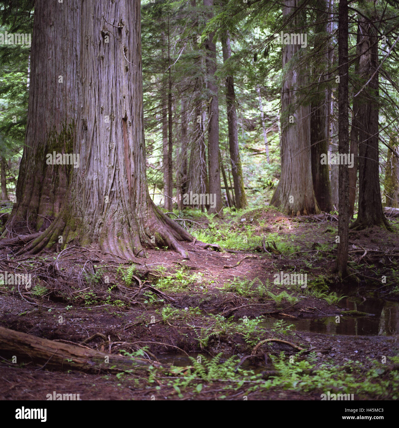 USA, Montana, Kootenai National Forest, forest, redwood, Kootenai National Forest, wilderness, plants, vegetation, conifers, cypress family, conifers, old, sequoias, logs, coniferous forest, forest, nature reserve, Redwood, trees, nobody, silence, humor, Stock Photo