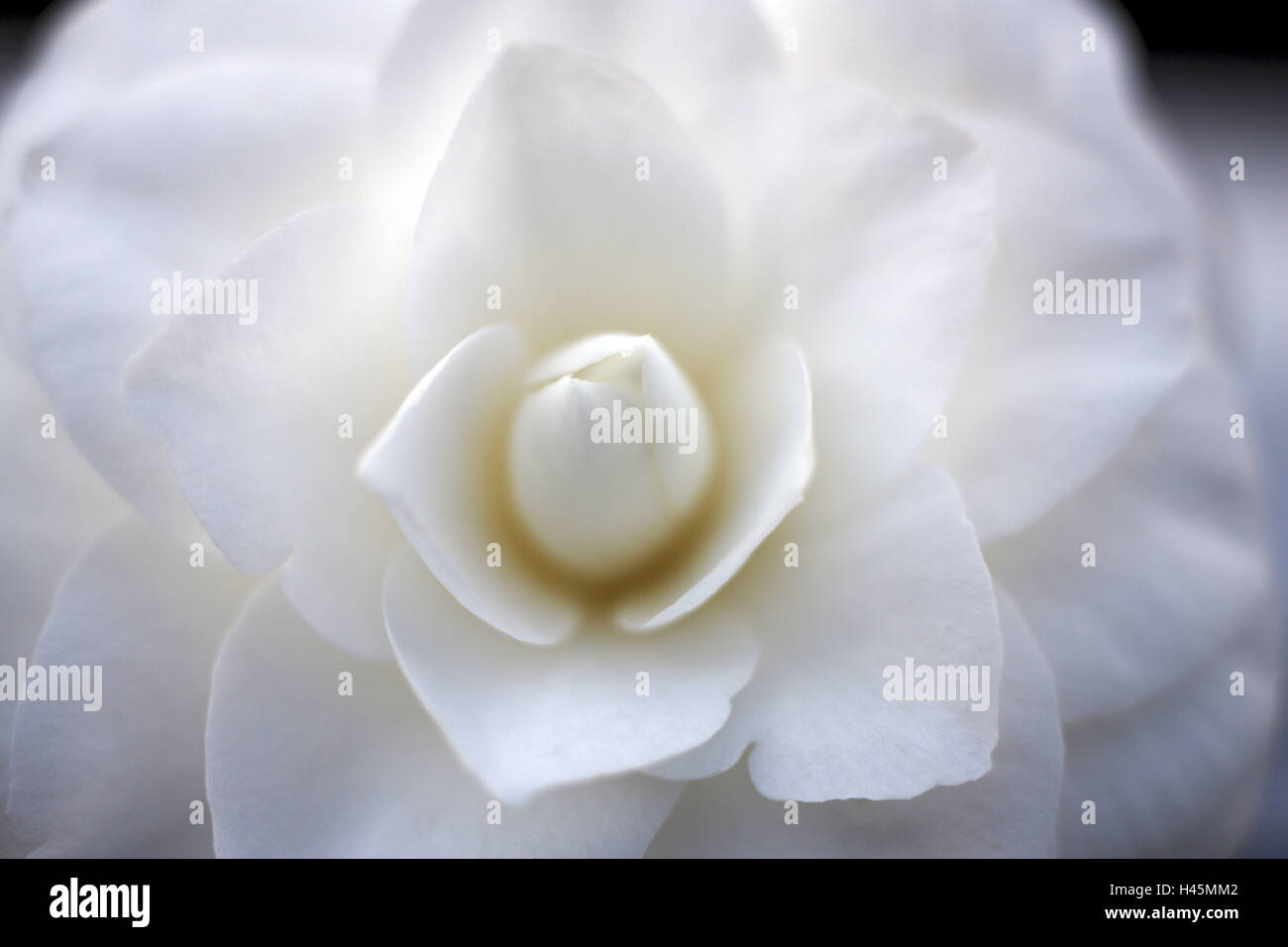 Japanese camellia, Camellia japonica, blossom, medium close-up, camellia, flower blossom, flower, white, openly, ornamental plant, odour, icon, wellness, softly, cleanness, Stock Photo
