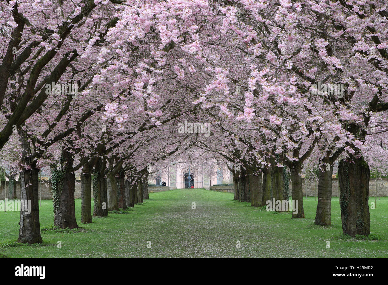 flowerage, place of interest, season, spring, castle grounds, garden, castle, avenue, trees, cherry trees, ornamental cherry, period of bloom, pink, outside, deserted, Stock Photo
