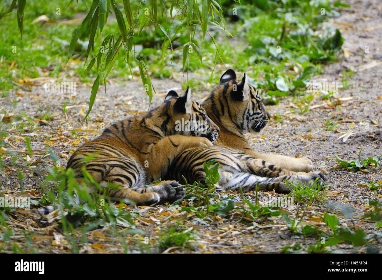 Sumatra tigers, Panthera tigris sumatrae, young animals, two, floor, lie, zoo, animal park, enclosure, primeval forest, tiger, predators, big cats, great cats, Panthera, mammals, animals, wild animals, protection endangered species, protected, threatened, endangers, animal world, behaviour, rest, side by side, nature, Stock Photo