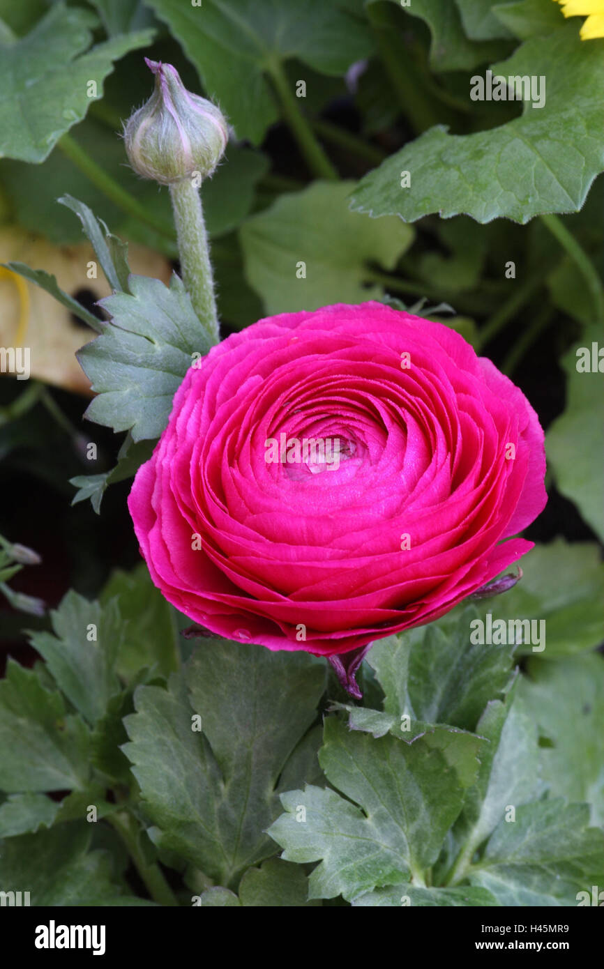 Ranunkel, blossom, pink, flower, garden, garden flower, ornamental flower,  ornamental plant, Ranunculus, petals, leaves, bud, crowfoot plant, array,  rosette, rosette-shaped Stock Photo - Alamy