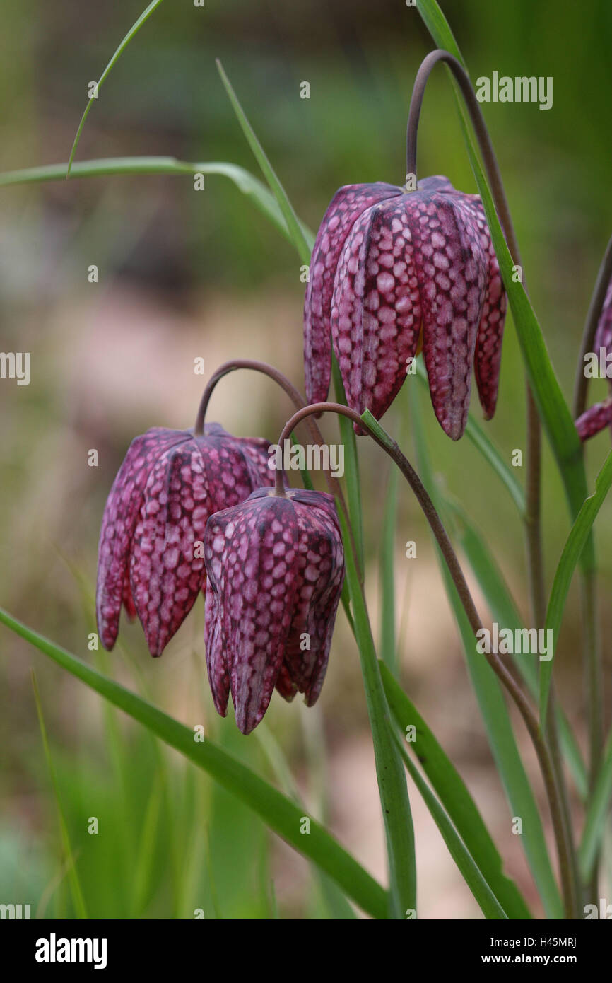 Chess springboard flower, Fritillaria meleagris, blossoms, nature, flower, plant, chess flower, lily plants, petals, flower husks, violet-white-checked, checked, sample, checkered, outside, Stock Photo