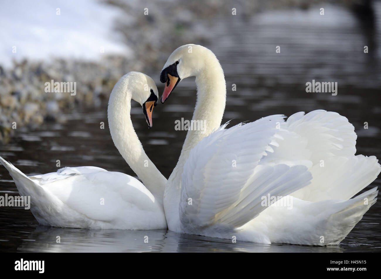 Hump swans, Cygnus olor, to courage Swan, Stock Photo