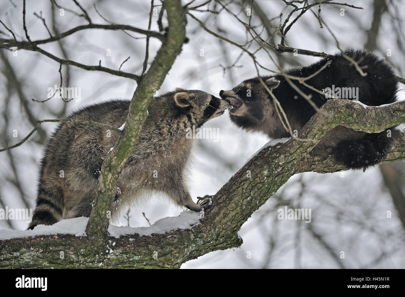 To racoons, Procyon lotor, winter, tree, climb, Stock Photo