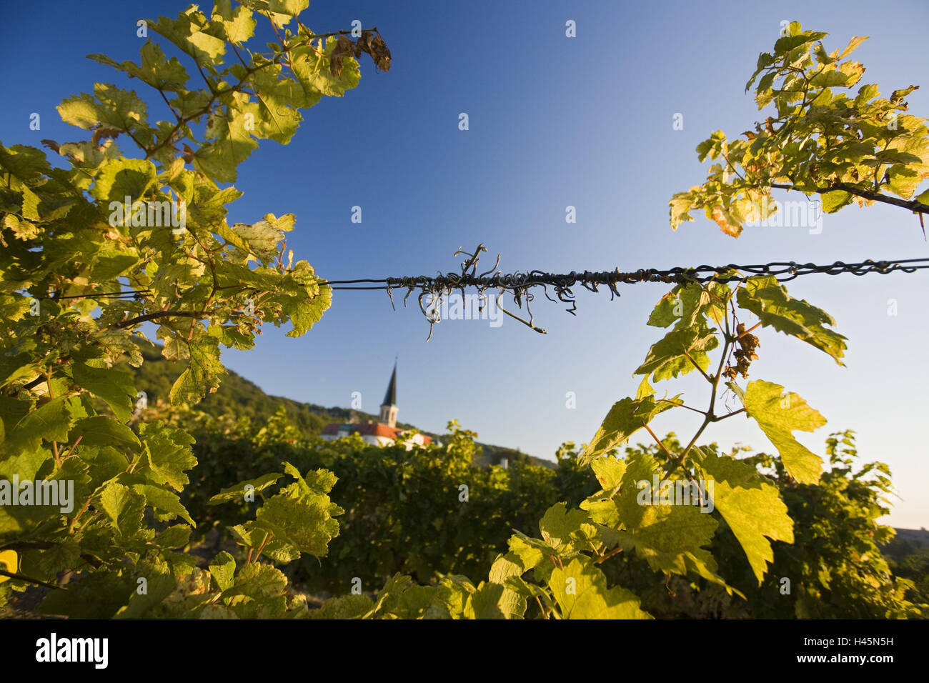 Austria, Lower Austria, Gumpoldskirchen, wine-growing, background, cloister, blur, Stock Photo