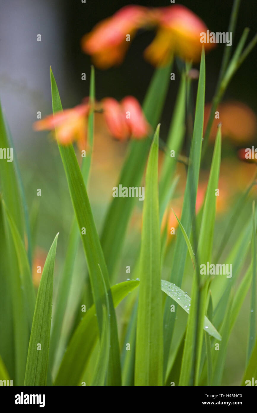 Gold-Montbretie, Crocosmia aurea, detail, blur, Stock Photo