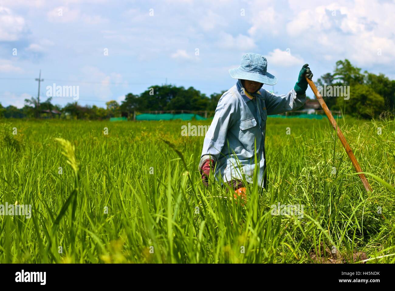 Candid Thai farmer working on rice farm in thailand. Stock Photo