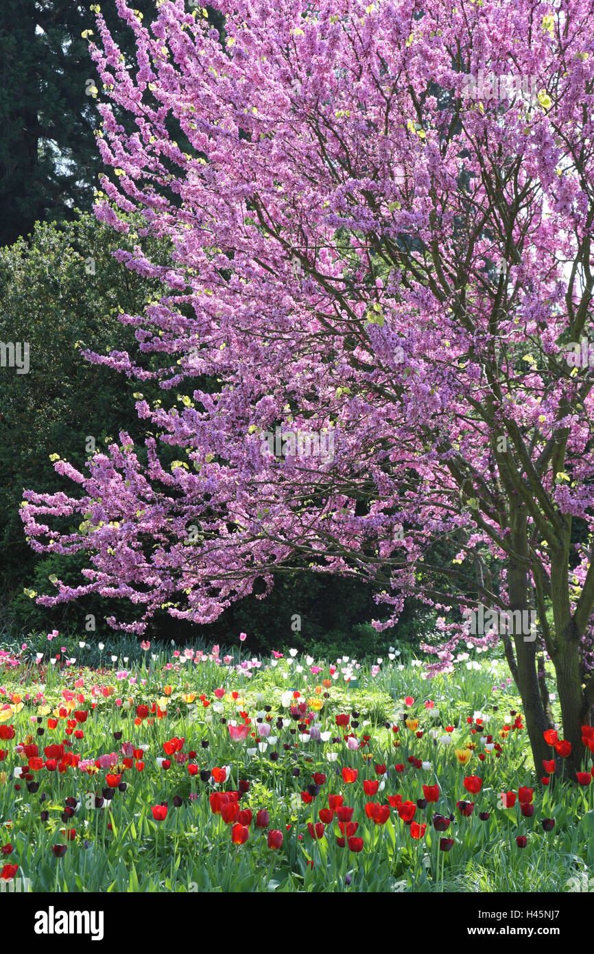 Judas tree, cerium C sharp siliquastrum, tulips, Tulipa, meadow, Stock Photo