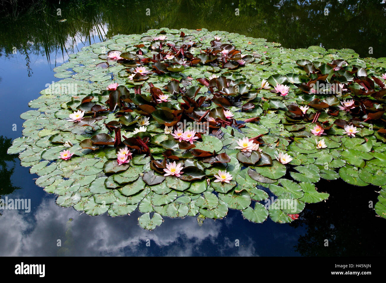 Water lilies, Nymphaea spec., pond Stock Photo Alamy