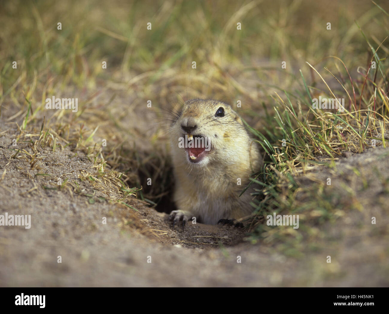 Hole in the ground, Richardson-Ziesel, warning cry, mammal, animal, wild animal, Ziesel, rodent kind, rodent, gopher, call, warning, Lautgebung, watchfully, carefully, North America, Canada, Stock Photo
