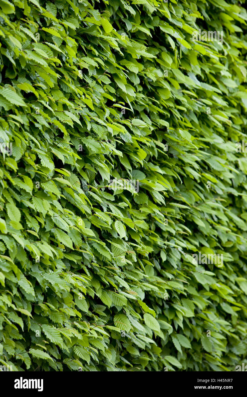 beech trees hedge, close up, Stock Photo