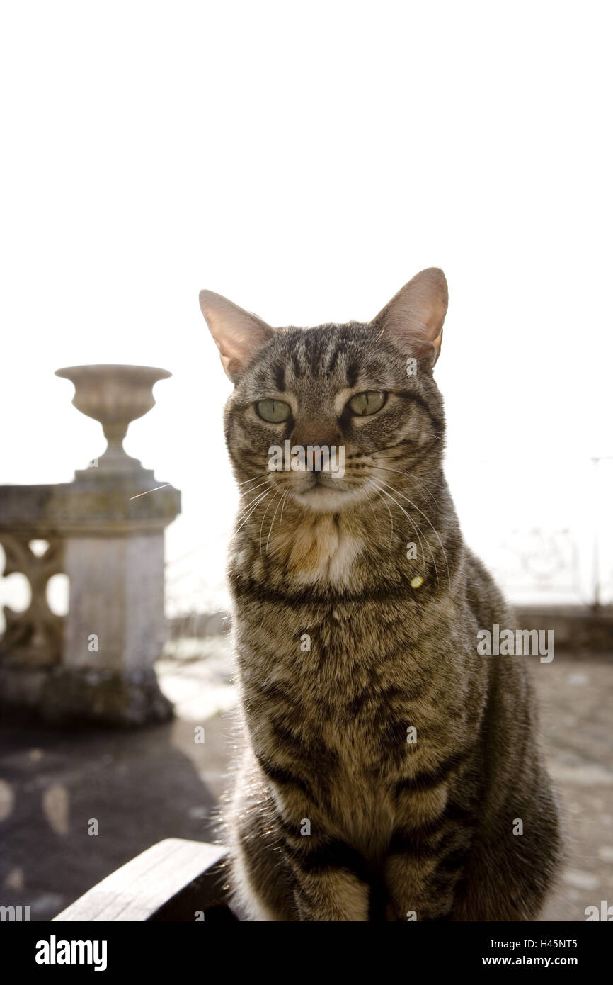 Cats, stone terrace, sit, back light, Stock Photo