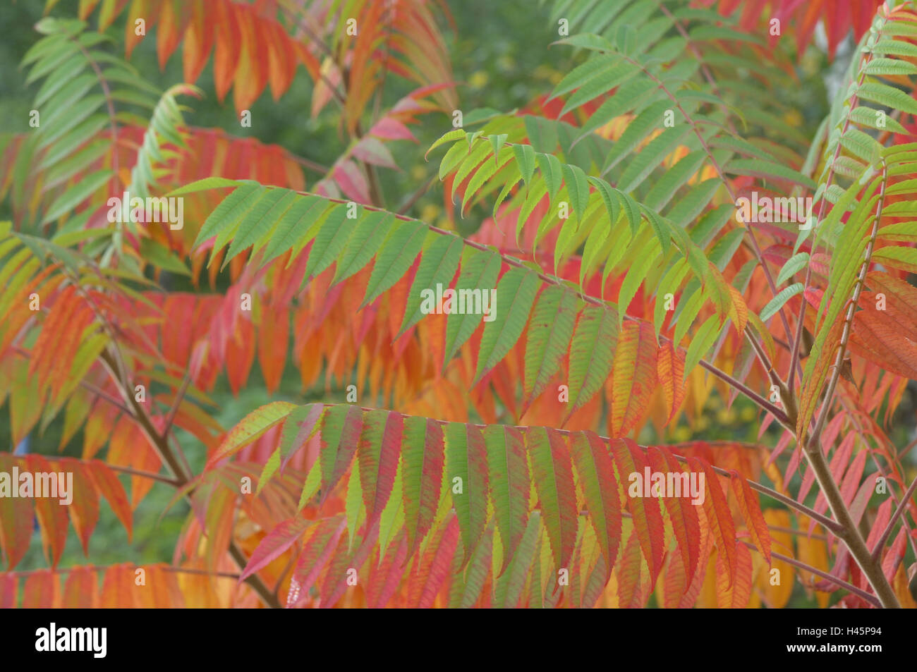 Vinegar tree, leaves, dyes, autumn Stock Photo Alamy
