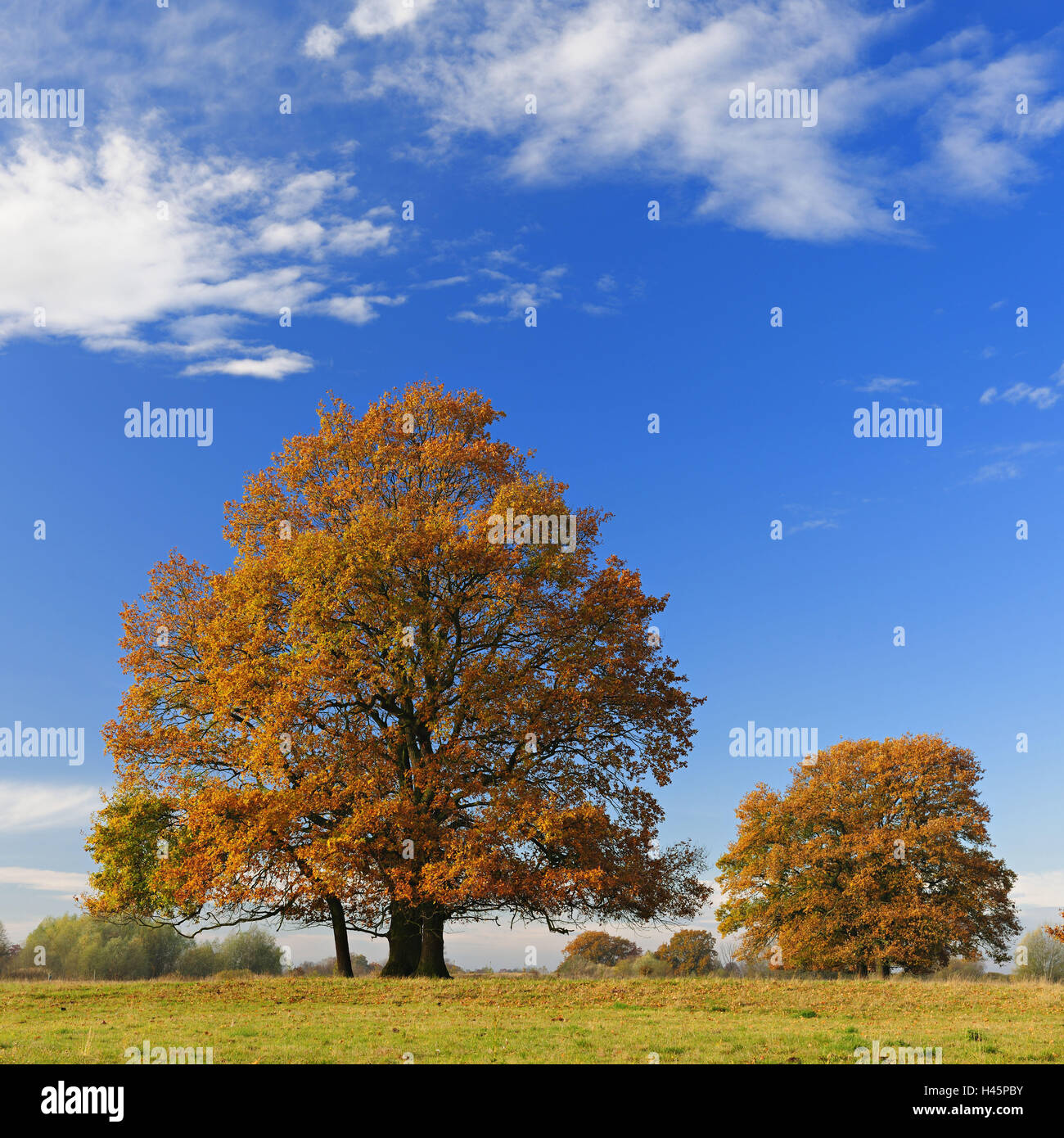 Germany, Saxony-Anhalt, Elbauen, autumn scenery, Stock Photo