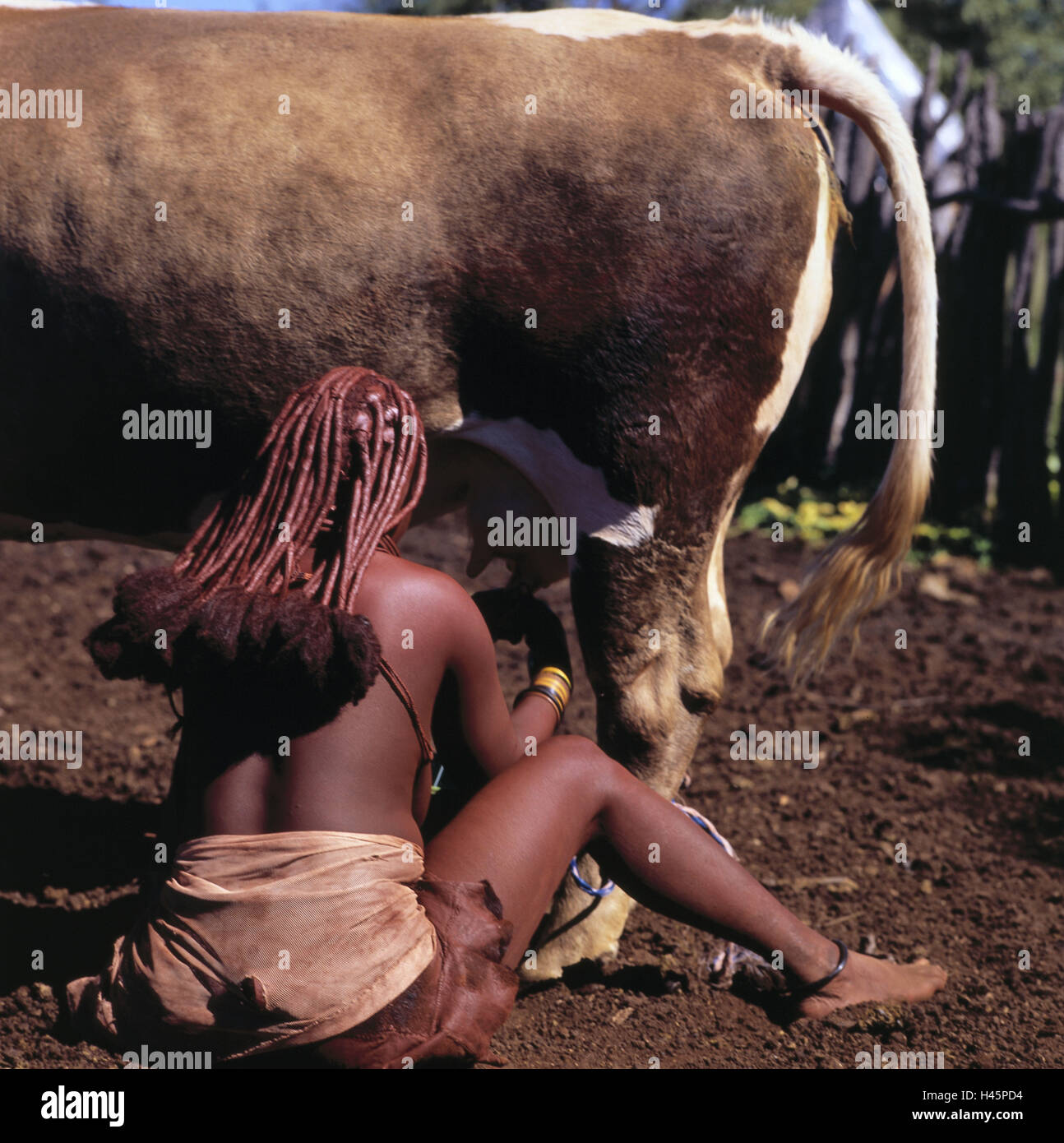 Namibia, Kamanjab, Himba woman, cow, milk, back view, Africa, South-West, Africa, person, locals, Himba, tribe, tribe, Himba strain, woman, animal, benefit animal, lacteal cow, outside, Stock Photo