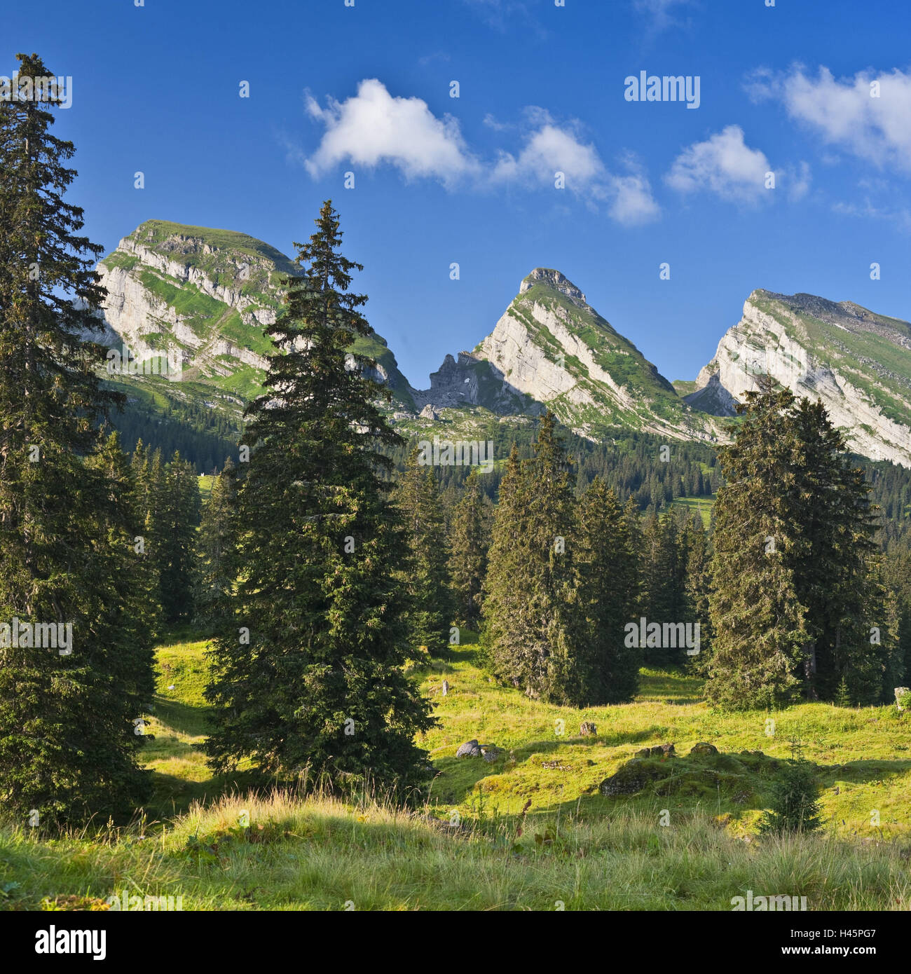 Switzerland, St. Gallen, Churfürsten, alpine grassland, spruces, Schibestoll, Zuestoll, Brisi, Stock Photo