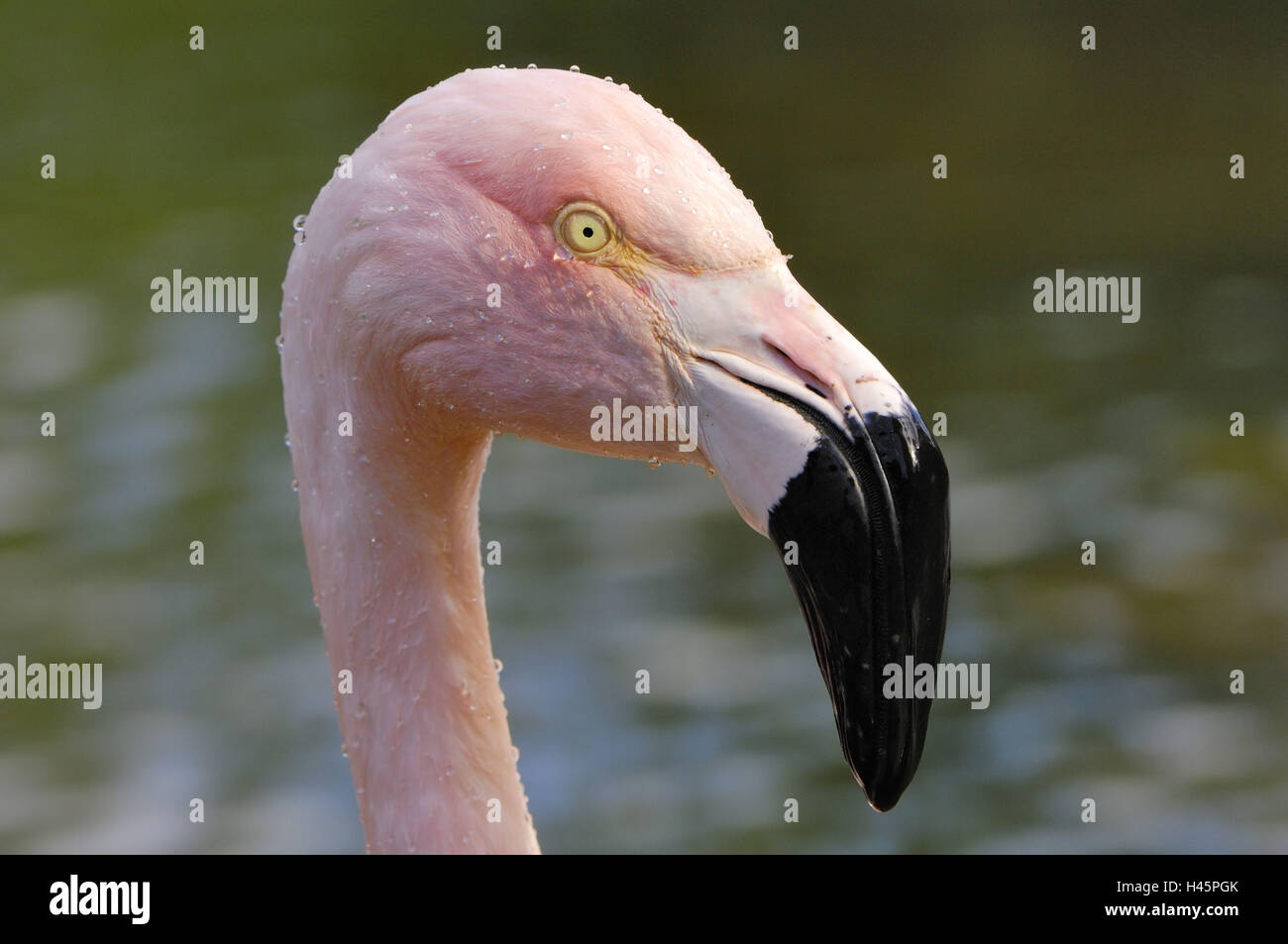 Rose's flamingo, Phoenicopterus ruber, portrait, Stock Photo