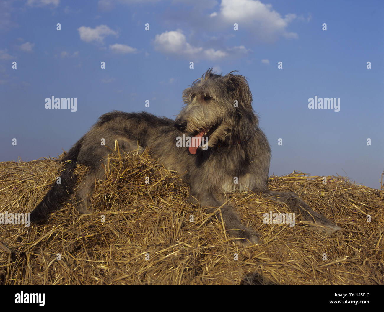 German shepherd on sale irish wolfhound