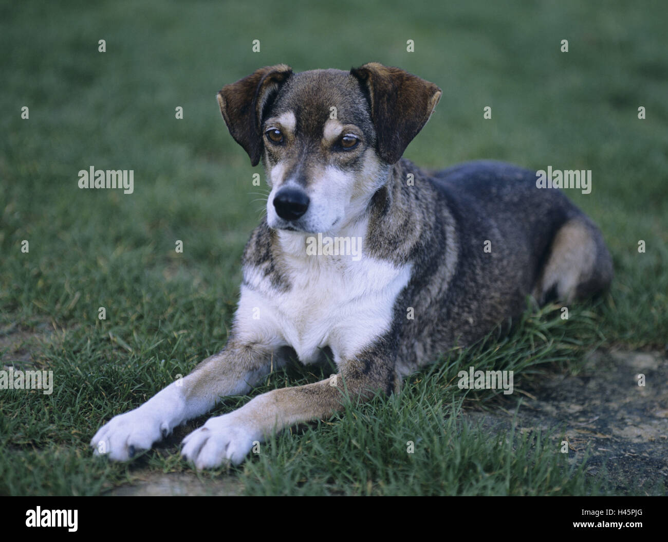 lie half-breed dog, meadow,  Vigilance,   Animal, mammal, dog, pet, house dog, half-breed, promenade half-breed, attention, education, obedience, outside, Stock Photo