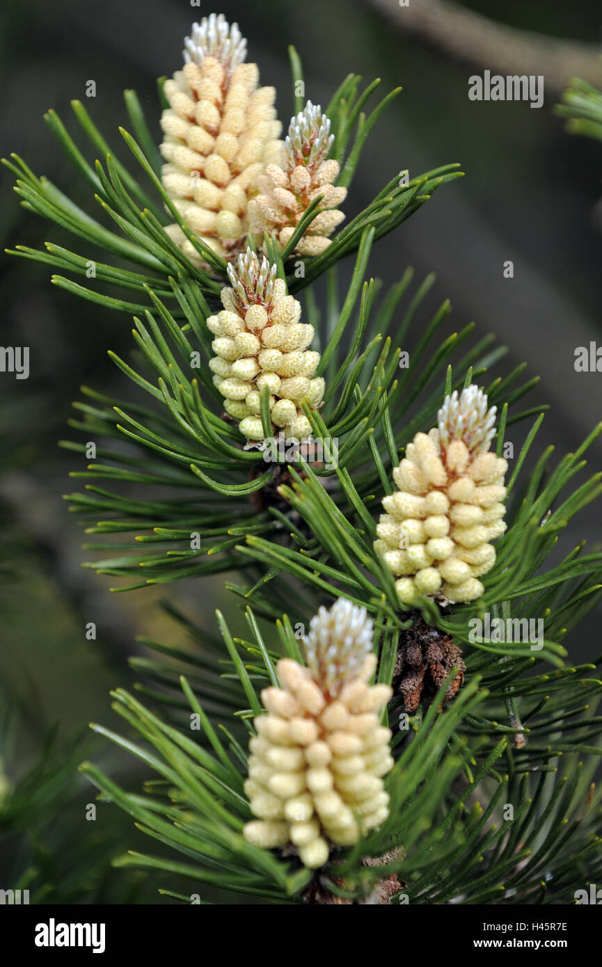 Moore-mountain jaw, Pinus mugo ssp. Rotundata, detail, twigs, Stock Photo